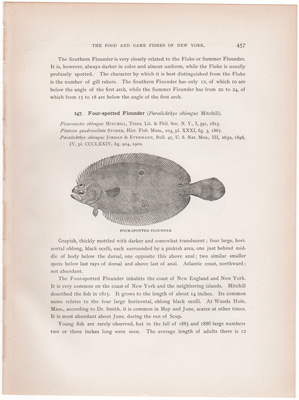 FOUR-SPOTTED FLOUNDER / SAND DAB